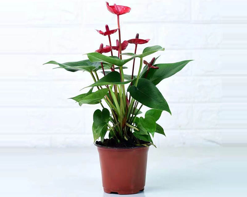 紅掌